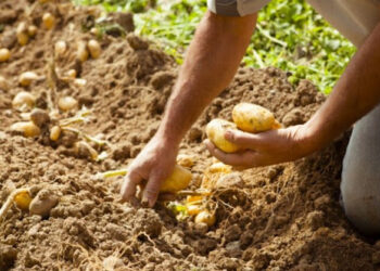 جهات-قفصة: تقديرات بإنتاج 13.664 طنا من البطاطا آخر-فصليّة