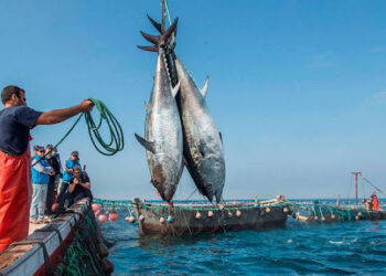 في مجلس وزاري بالقصبة: إجراءات لفائدة قطاع الصيد البحري وتربية الأسماك