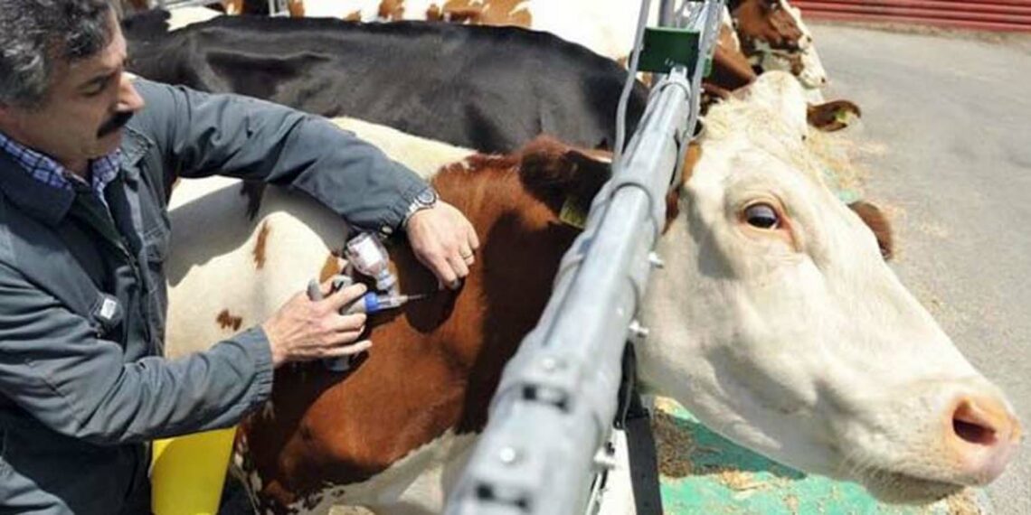 نابل: نفوق 6 أبقار ببوعرقوب بسبب عدوى الحمى القلاعية