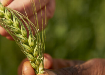 فلاحة: إسبال بعض الأصناف من القمح الليّن مبكّرا لا يشكّل اي تهديد للصابة حاليّا