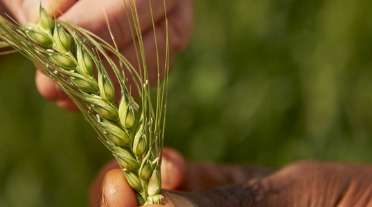 فلاحة: إسبال بعض الأصناف من القمح الليّن مبكّرا لا يشكّل اي تهديد للصابة حاليّا