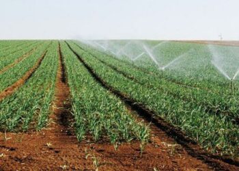 اقتصاد: وزارة الفلاحة توصي بعدم زراعة القرعيّات وطماطم التحويل حفاظا على مخزونات المياه