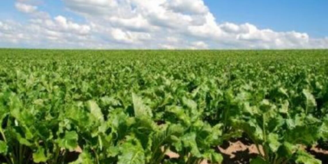 جهات-جندوبة: جمعية مزارعي اللفت السكري تطالب بادراجه ضمن زراعات 2026