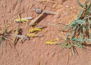 جهات قبلّي: تواصل رصد تحرّك الجراد جنوب الولاية وبمختلف الأماكن الصحراوية