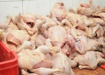 جهات-نابل: السلامة الصحية تحجز 756 طير دجاج و89 كغ من الزبدة و660 لترا من الحليب غير صالحةللإستهلاك