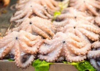 جهات-صفاقس: جمعية القراطن تشيد بقرار وزارة الفلاحة تحجير صيد الأخطبوط