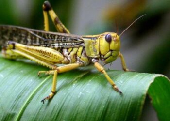 جهات-قابس: تركيز اللجنة الجهوية لليقظة ومكافحة الجراد