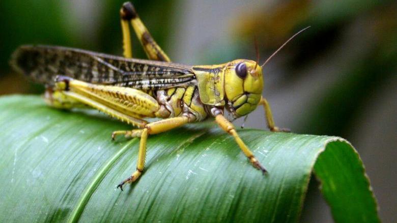 جهات-قابس: تركيز اللجنة الجهوية لليقظة ومكافحة الجراد