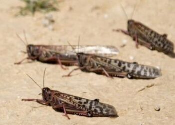 جهات-تطاوين: مندوبية الفلاحية تحذّر الفلاحين ومربي النحل من تأثيرات المبيدات المستعملة ضد الجراد