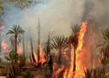 جهات-قفصة: الحماية المدنية تنجح في إخماد حريق اندلع  بواحة عين سلطان