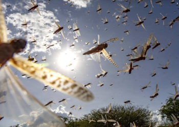 جهات-تطاوين: مداواة المساحات التي ظهر فيها الجراد ومراقبة ولايات الخطّ الأوّل