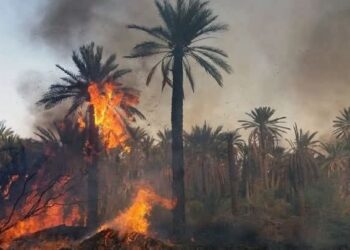 جهات-توزر: حريق بالواحة القديمة يأتي على 100