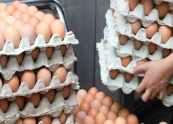 صحة: الوزارة تحذّر من تناول البيض النيء وتدعو الى طهيه جيدا قبل استهلاكه