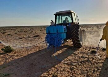 جهات: مداواة 930 هك ضدّ مجموعات الجراد الصحراوي بولايات الجنوب