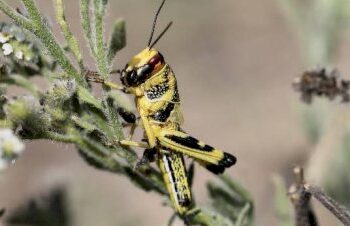 جهات-قبلي-رجيم معتوق: عمليات تقصي الجراد ومداواته متواصلة