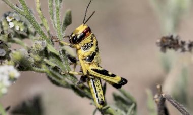 جهات-قبلي-رجيم معتوق: عمليات تقصي الجراد ومداواته متواصلة