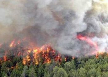 جهات-نابل: خطّة للتوقّي من حرائق الغابات خلال الموسم الحار