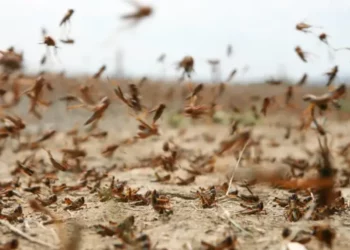 جهات-قفصة: مندوب الفلاحة يؤكّد خلوّ كامل المعتمديات من الجراد الصحراي