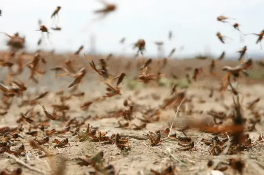 جهات-قفصة: مندوب الفلاحة يؤكّد خلوّ كامل المعتمديات من الجراد الصحراي