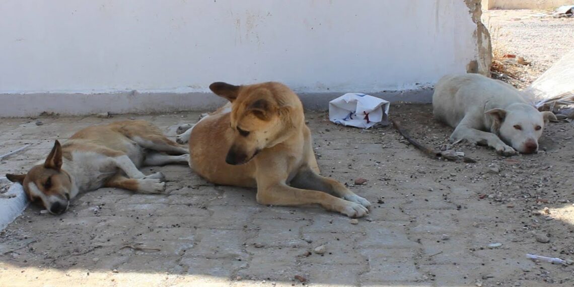 صحّة: الإتفاق على وضع خطة وطنية شاملة لمكافحة داء الكلب