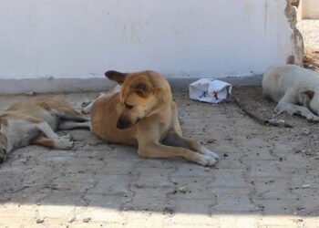صحّة: الإتفاق على وضع خطة وطنية شاملة لمكافحة داء الكلب