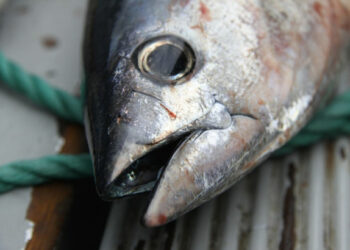 جهات-صفاقس: الهيئة الوطنيّة للسلامة الصحيّة تحجز 9،8 من التن الفاسد