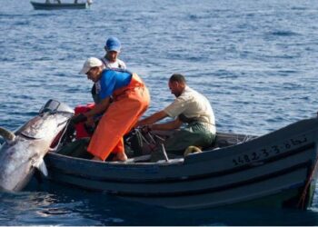 جامعة تربيّة الأحياء المائية تطلق إنذارا: الصّيد المكثّف استنزف الثروة البحريّة