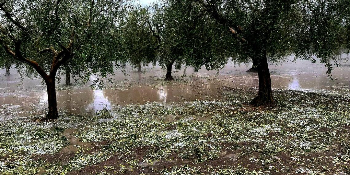 سليانة: تضرر الزراعات الكبرى وأشجار الزيتون من الأمطار المصحوبة بالبرَد