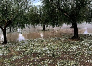 سليانة: تضرر الزراعات الكبرى وأشجار الزيتون من الأمطار المصحوبة بالبرَد