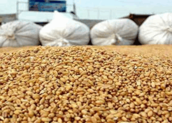 اقتصاد: التخفيض في سعر بيع فاتورة الصوجا المنتجة محليّا ب100 دينار إضافية