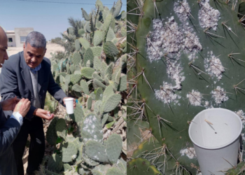 جهات-القصرين: نشر 1200 دعسوقة على غراسات “الهندي” المصابة بالحشرة القرمزيّة