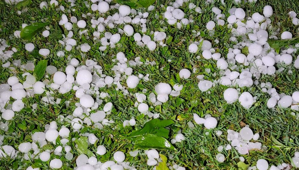 الكاف: “التبروري” يخلّف اضرارا جسيمة في مزارع الحبوب بالولاية