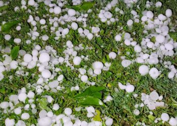 الكاف: “التبروري” يخلّف اضرارا جسيمة في مزارع الحبوب بالولاية