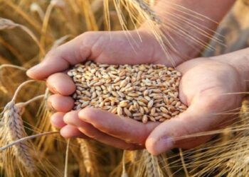 رئيس اتحاد الفلاحين: نتوقّع ان تغطي صابة هذا الموسم 60% من حاجياتها