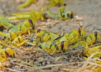 مدنين: مداواة أكثر من 10 هكتارات بمنطقة بني خداش لمجابهة الجراد الصحراوي