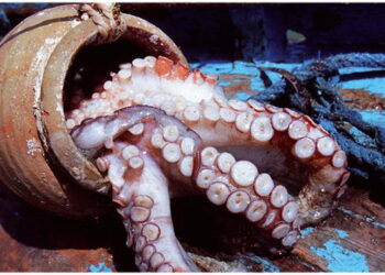 بدايةمن اليوم: تحجير صيد الأخطبوط بكامل السواحل التونسية