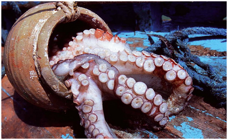 بدايةمن اليوم: تحجير صيد الأخطبوط بكامل السواحل التونسية