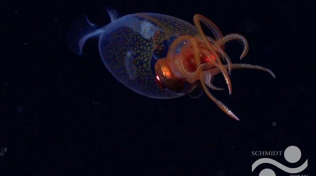 لأول مرة منذ قرن: تصوير الحبار العملاق القطبي حيا في موطنه الطبيعي