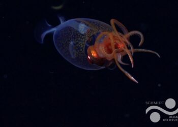 لأول مرة منذ قرن: تصوير الحبار العملاق القطبي حيا في موطنه الطبيعي