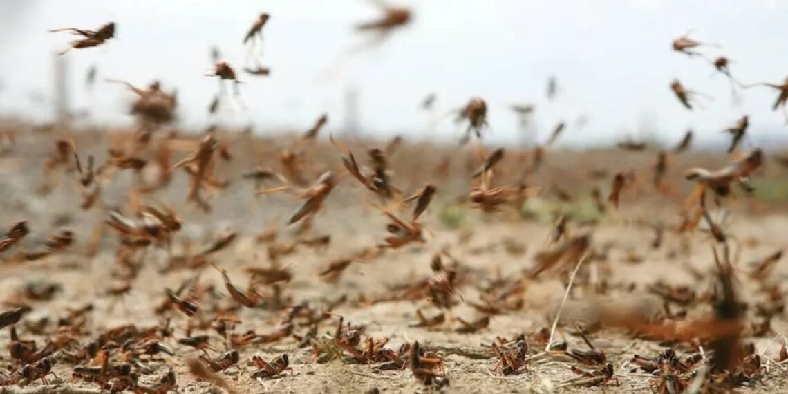 مدنين-بن قردان: ظهور أسراب من الجراد الصحراوي…والمصالح الفلاحيّة تتدخّل