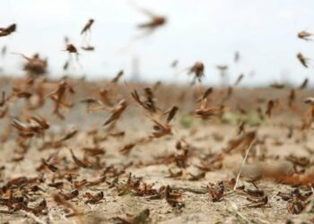 مدنين-بن قردان: ظهور أسراب من الجراد الصحراوي…والمصالح الفلاحيّة تتدخّل