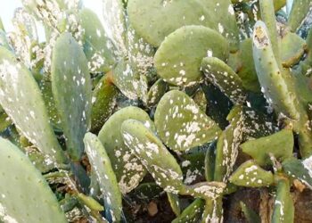 الفاو.. إطلاق الدعسوقة المفترسة في تونس لمكافحة الحشرة القرمزية