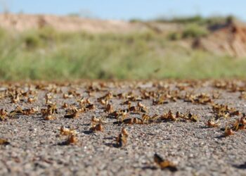 جهات-قبلي: المداواة متواصلة ضد الجراد لمنعه من الوصول للمناطق الواحيّة