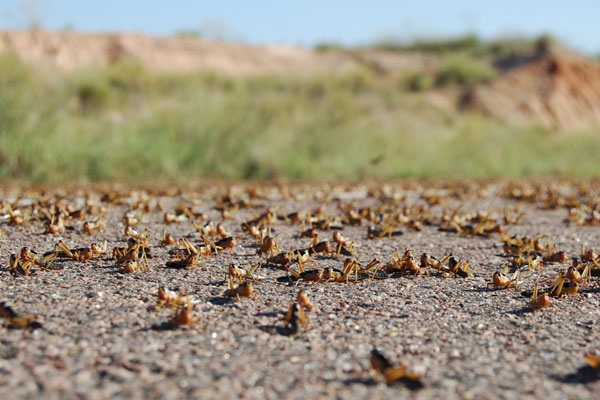 جهات-قبلي: المداواة متواصلة ضد الجراد لمنعه من الوصول للمناطق الواحيّة
