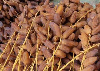 مرناق-بن عروس: حجز 100 طن من “الدقلة” مخزّنة دون اتباع الإجراءات القانونيّة