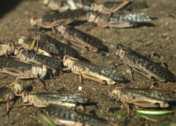 مدنين: مداواة 38 هكتارا ضد الجراد الصحراوي واليرقات