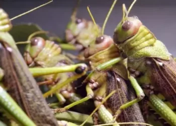 جهات-تطاوين: مداواة 935 هكتارا ضدّ الجراد الصحراوي مند 12 مارس الماضي