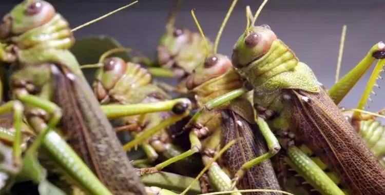 جهات-تطاوين: مداواة 935 هكتارا ضدّ الجراد الصحراوي مند 12 مارس الماضي