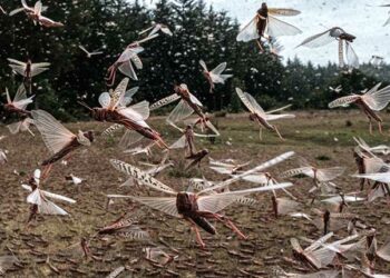 الجراد الصحراوي : اللجنة الوطنية لليقظة توصي بتوفير كل الامكانيات لمجابهة غزو محتمل في الحريق المقبل