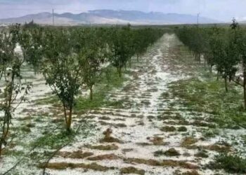 القصرين: المطر المصحوب بالبرَد يتسبب في أضرار بالزراعات الكبرى والزياتين